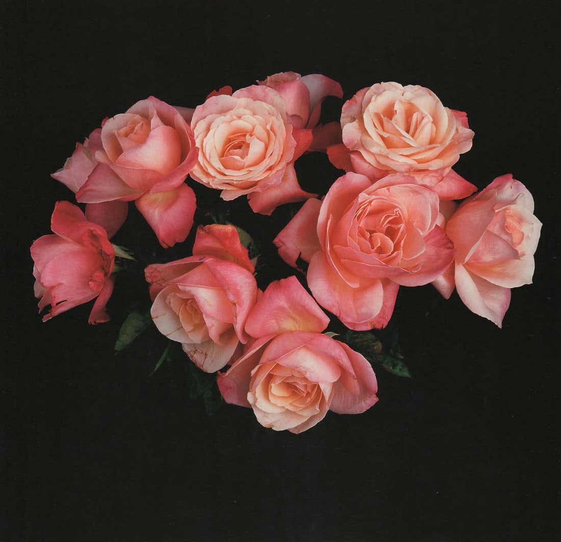 MAPPLETHORPE - Roses, 1988 (1 of 1)