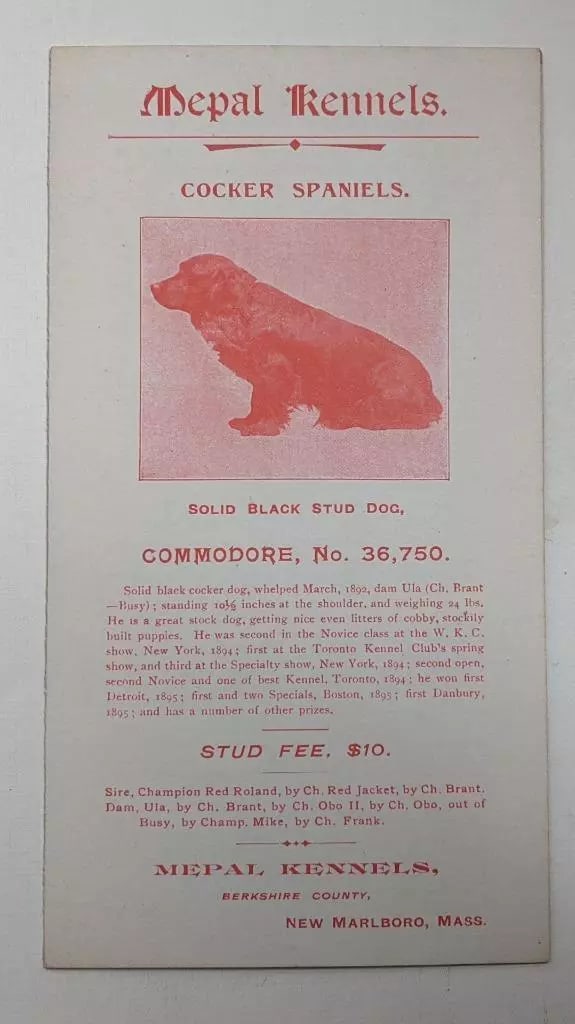 ca. 1896 ANTIQUE ADVERTISEMENT CARD COCKER SPANIEL MEPAL KENNELS New Marlboro MA: ca. 1896 ANTIQUE ADVERTISEMENT CARD COCKER SPANIEL MEPAL KENNELS New Marlboro MA ca. 1896 ANTIQUE ADVERTISEMENT CARD COCKER SPANIEL MEPAL KENNELS New Marlboro MA Description ( Antique Advertisement Ca