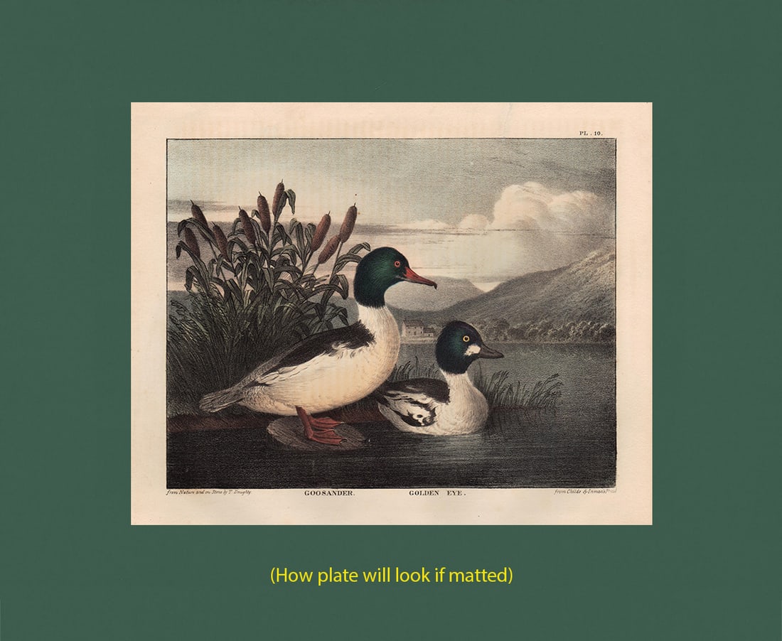 Scarce 1st ed. Doughty hand-colored Goosander, 1830 (1 of 3)