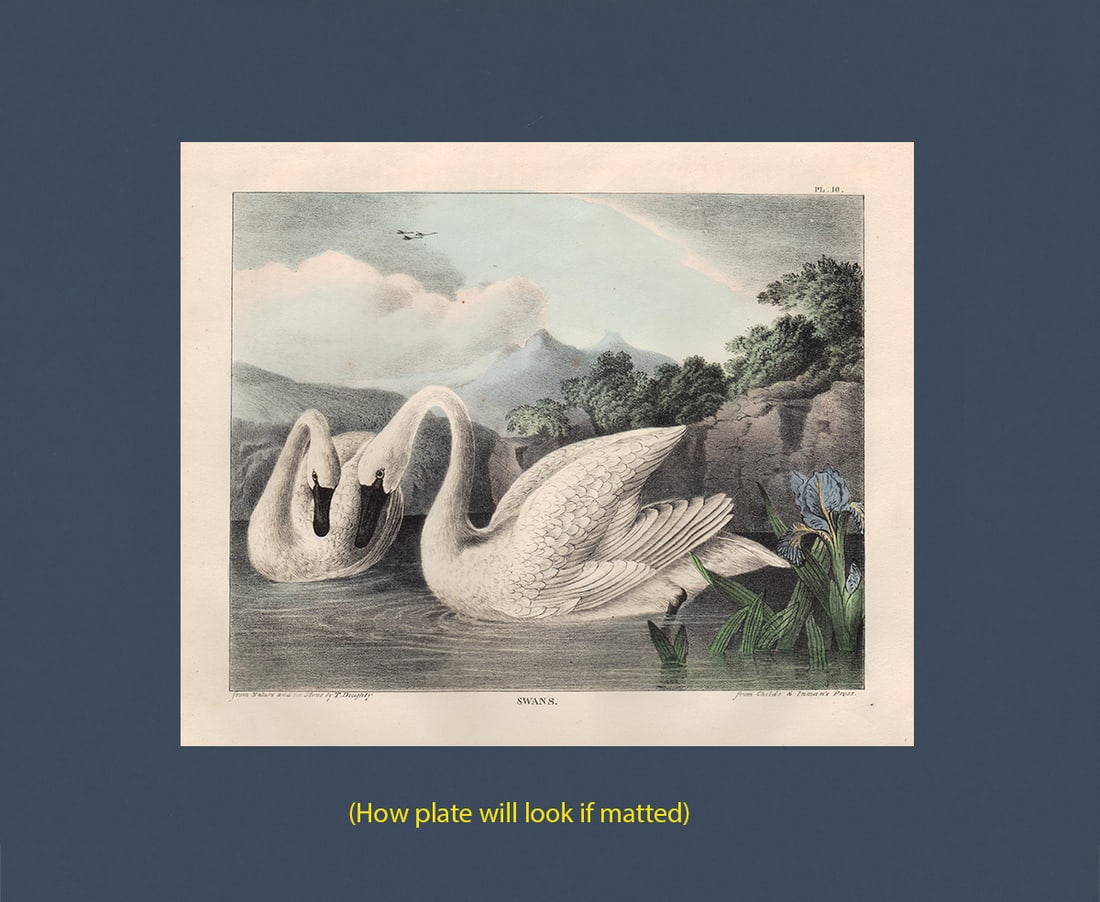Scarce 1st ed. Thos. Doughty hand-colored Swans, 1830 (1 of 4)