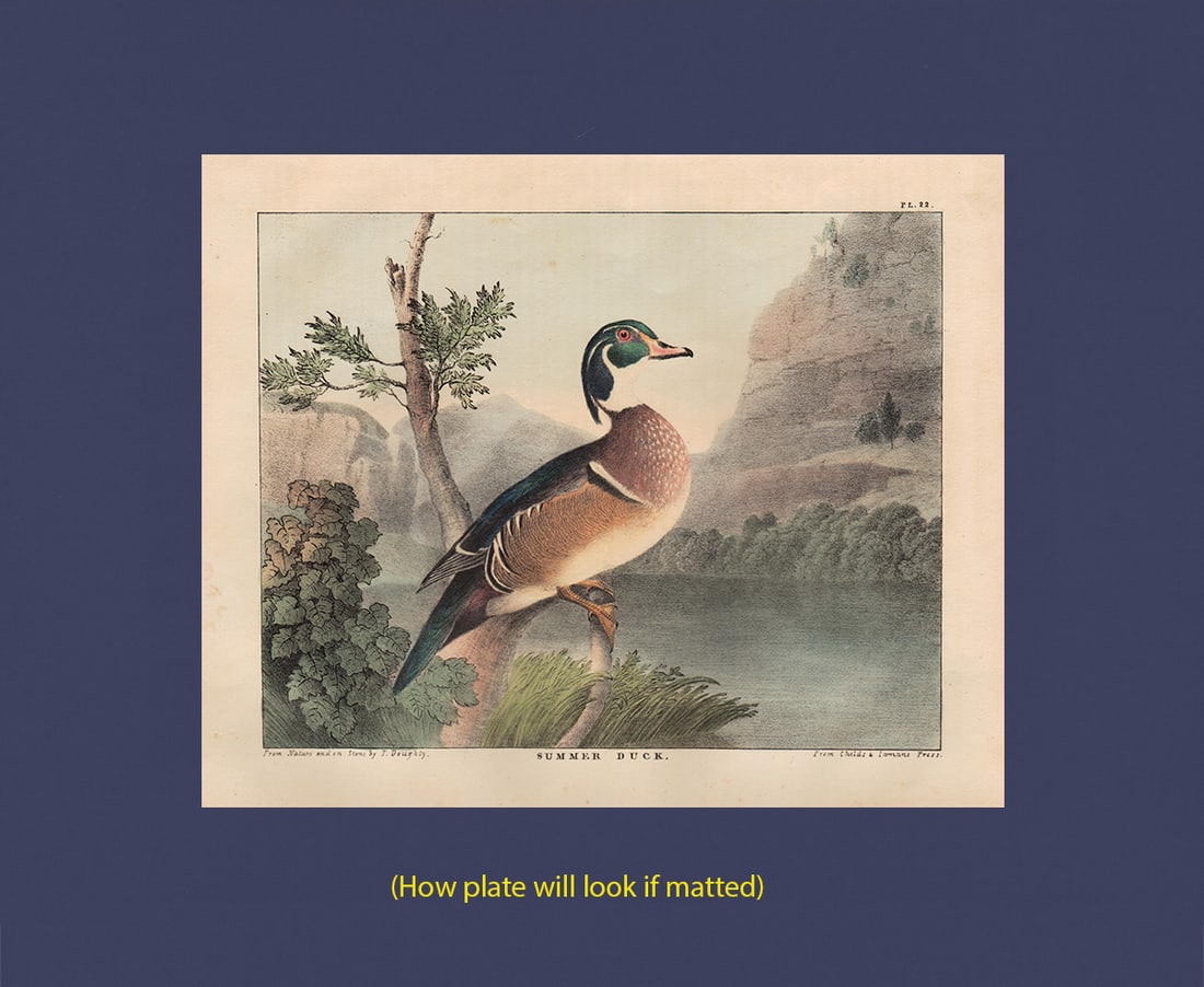 Scarce 1st ed. Doughty hand-colored Summer Duck, 1830 (1 of 3)
