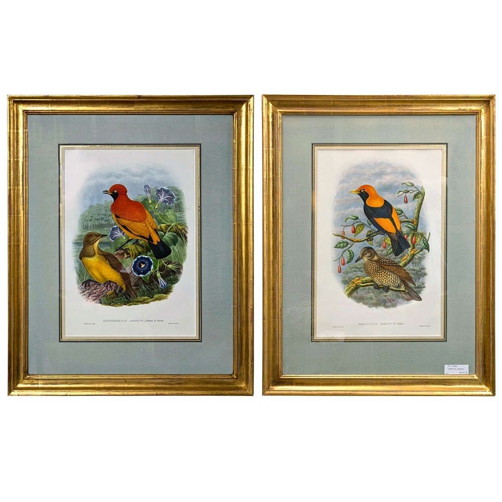 19Th Century Pair of Colored Lithographs Birds, Custom Framed, Signed and Dated: 19Th Century Pair of Lithographs Birds, Custom Framed, Signed W Hart and Dated A fine pair of large lithographs. Each depicting colorful birds perched upon a branch. Both custom matted and placed in a