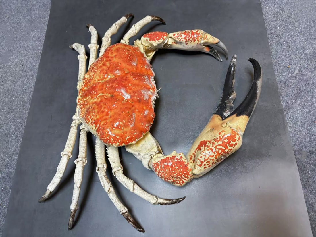 Very Big Live Weight 8kg Tasmanian King Crab Pseudocarcinus gigas Taxidermy: Title:Very Big Live Weight 8kg Tasmanian King Crab Pseudocarcinus gigas Taxidermy Description:Our crustacean taxidermies are preserved by experienced taxidermists, all meat and organs are 99% cleared