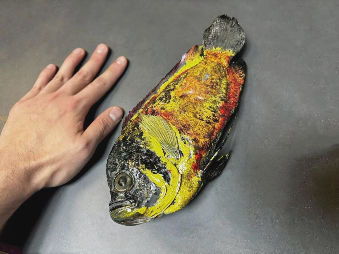 Oscar Fish Astronotus ocellatus Fish Taxidermy: Title:Oscar Fish Astronotus ocellatus Fish Taxidermy Description:Our crustacean taxidermies are preserved by experienced taxidermists, all meat and organs are 99% cleared with membranes, bone or skin