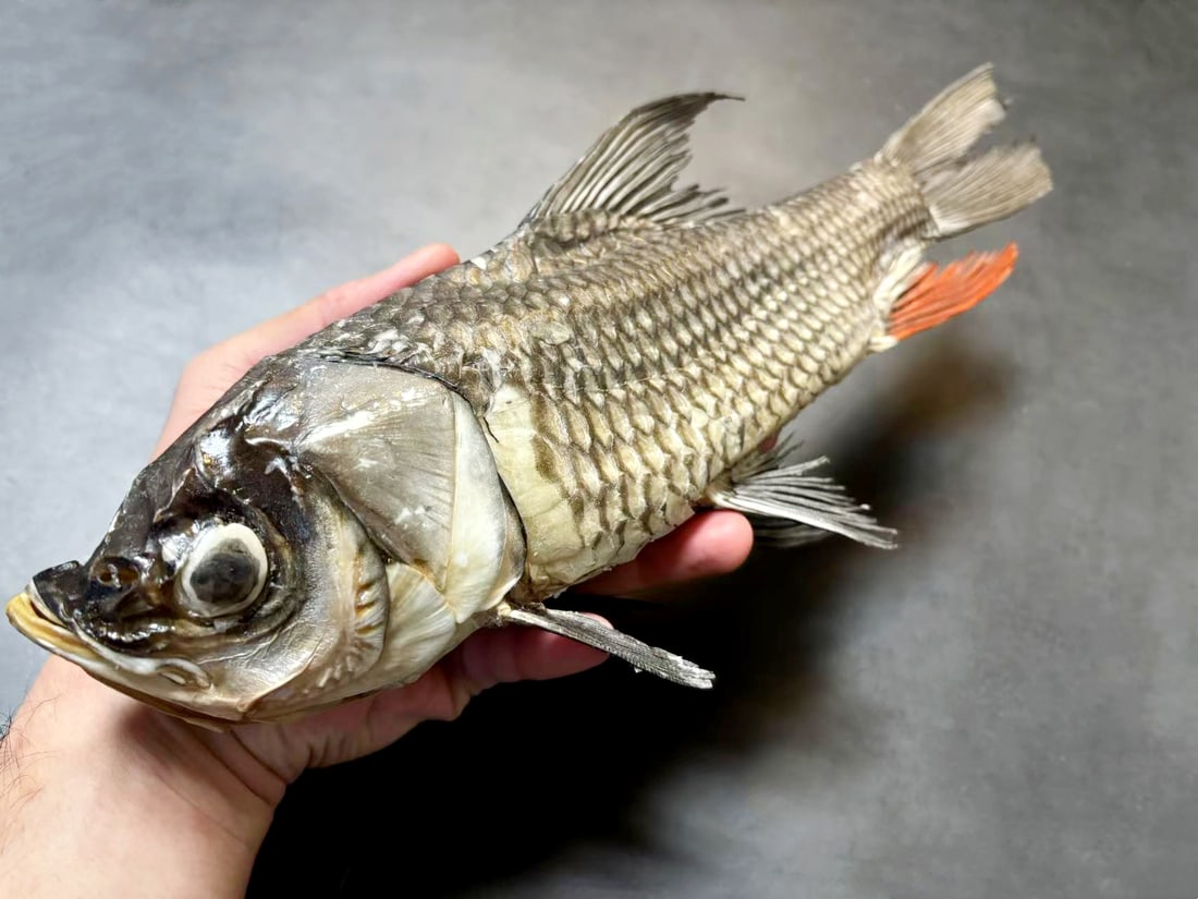 Mekong Giant Barb Catlocarpio siamensis Fish Taxidermy: Title:Mekong Giant Barb Catlocarpio siamensis Fish Taxidermy Description:Our crustacean taxidermies are preserved by experienced taxidermists, all meat and organs are 99% cleared with membranes, bone