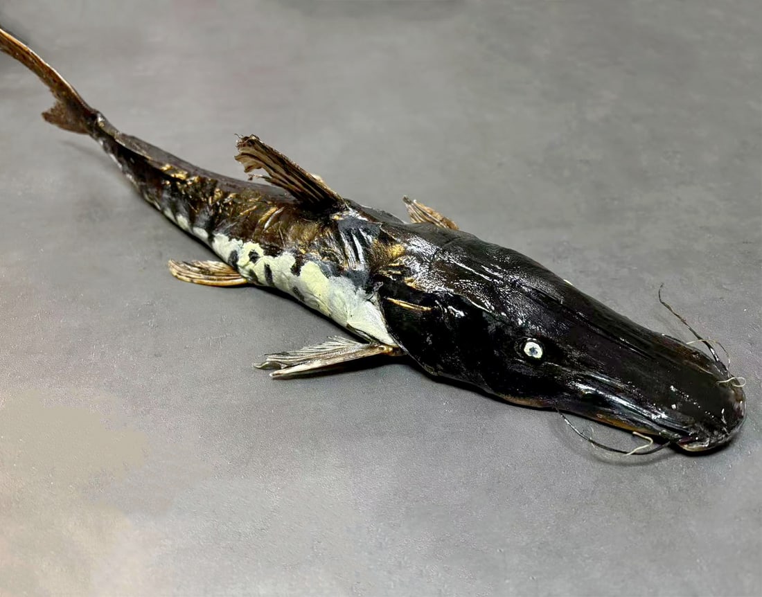 Firewood Catfish Sorubimichthys planiceps Fish Taxidermy: Title:Firewood Catfish Sorubimichthys planiceps Fish Taxidermy Description:Our crustacean taxidermies are preserved by experienced taxidermists, all meat and organs are 99% cleared with membranes, bon