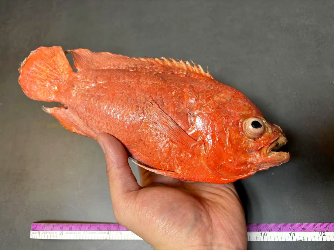 Astronotus ocellatus Oscar Fish Taxidermy: Title:Astronotus ocellatus Oscar Fish Taxidermy Description:Our crustacean taxidermies are preserved by experienced taxidermists, all meat and organs are 99% cleared with membranes, bone or skin struc