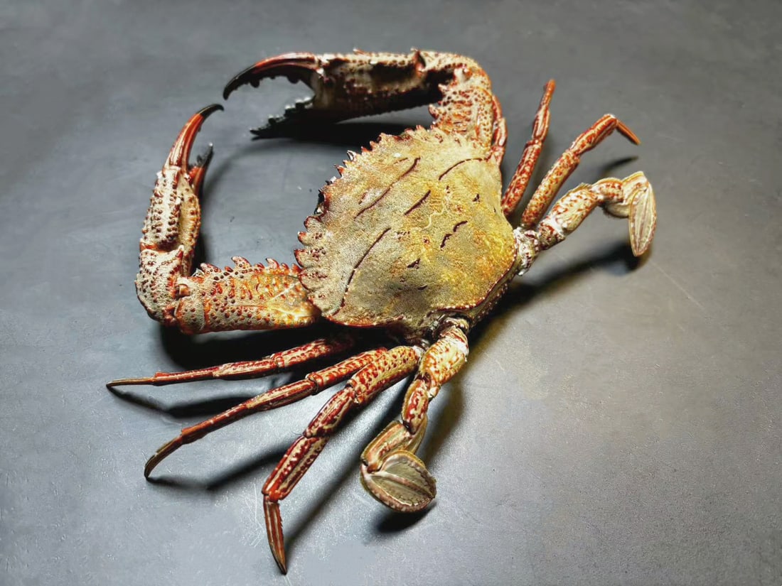 Swimming Crab Portunus pubescens Crab Taxidermy: Title:Swimming Crab Portunus pubescens Crab Taxidermy Description:Our crustacean taxidermies are preserved by experienced taxidermists, all meat and organs are 99% cleared with membranes, bone or skin