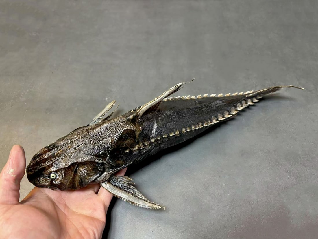 Doras Fish Silurus carinatus Fish Taxidermy: Title:Doras Fish Silurus carinatus Fish Taxidermy Description:Our crustacean taxidermies are preserved by experienced taxidermists, all meat and organs are 99% cleared with membranes, bone or skin str