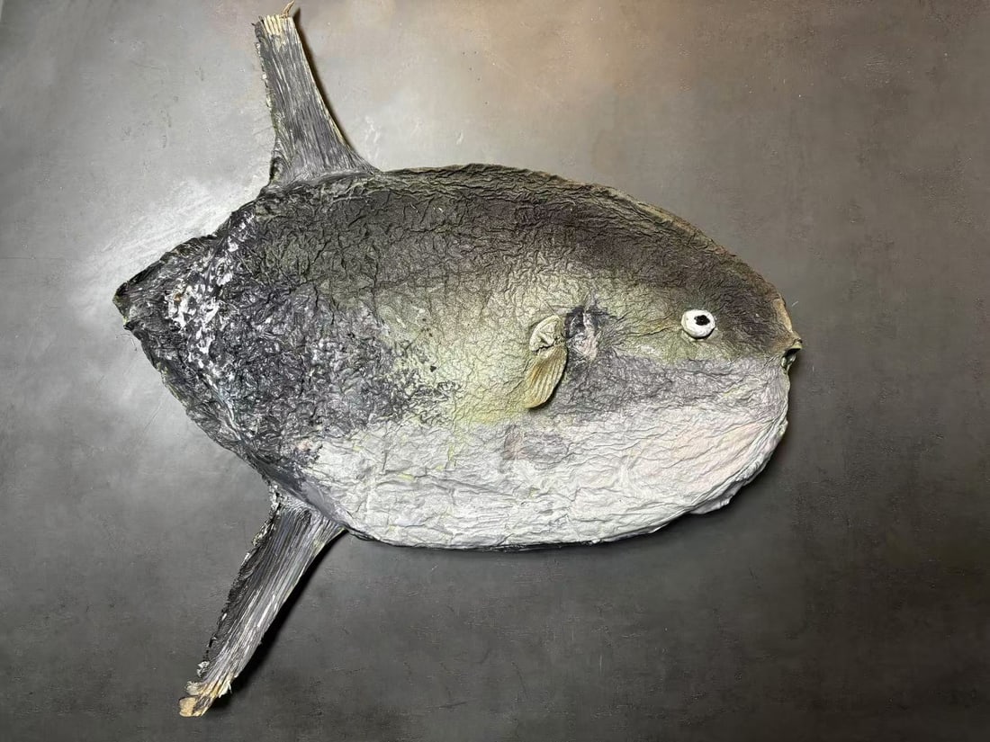 Very Big Ocean Sunfish Mola mola Fish Taxidermy: Title:Very Big Ocean Sunfish Mola mola Fish Taxidermy Description:Our crustacean taxidermies are preserved by experienced taxidermists, all meat and organs are 99% cleared with membranes, bone or skin