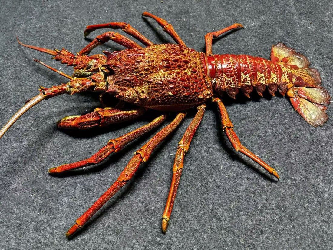 Extremly Big Jasus edwardsii Southern Rock Lobster (live weight 4 kg): Title:Extremly Big Jasus edwardsii Southern Rock Lobster (live weight 4 kg) Description:Our crustacean taxidermies are preserved by experienced taxidermists, all meat and organs are 99% cleared with m