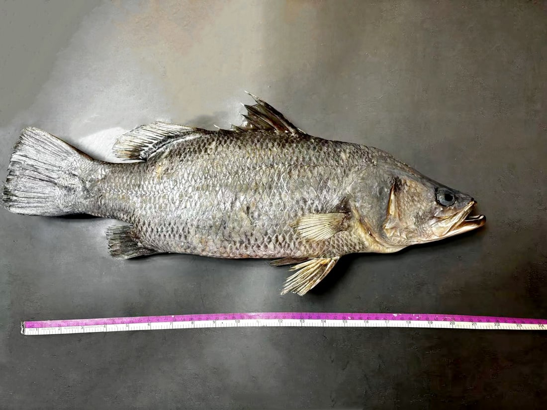 Very Big Nile perch Lates niloticus Fish Taxidermy: Title:Very Big Nile perch Lates niloticus Fish Taxidermy Description:Our crustacean taxidermies are preserved by experienced taxidermists, all meat and organs are 99% cleared with membranes, bone or s