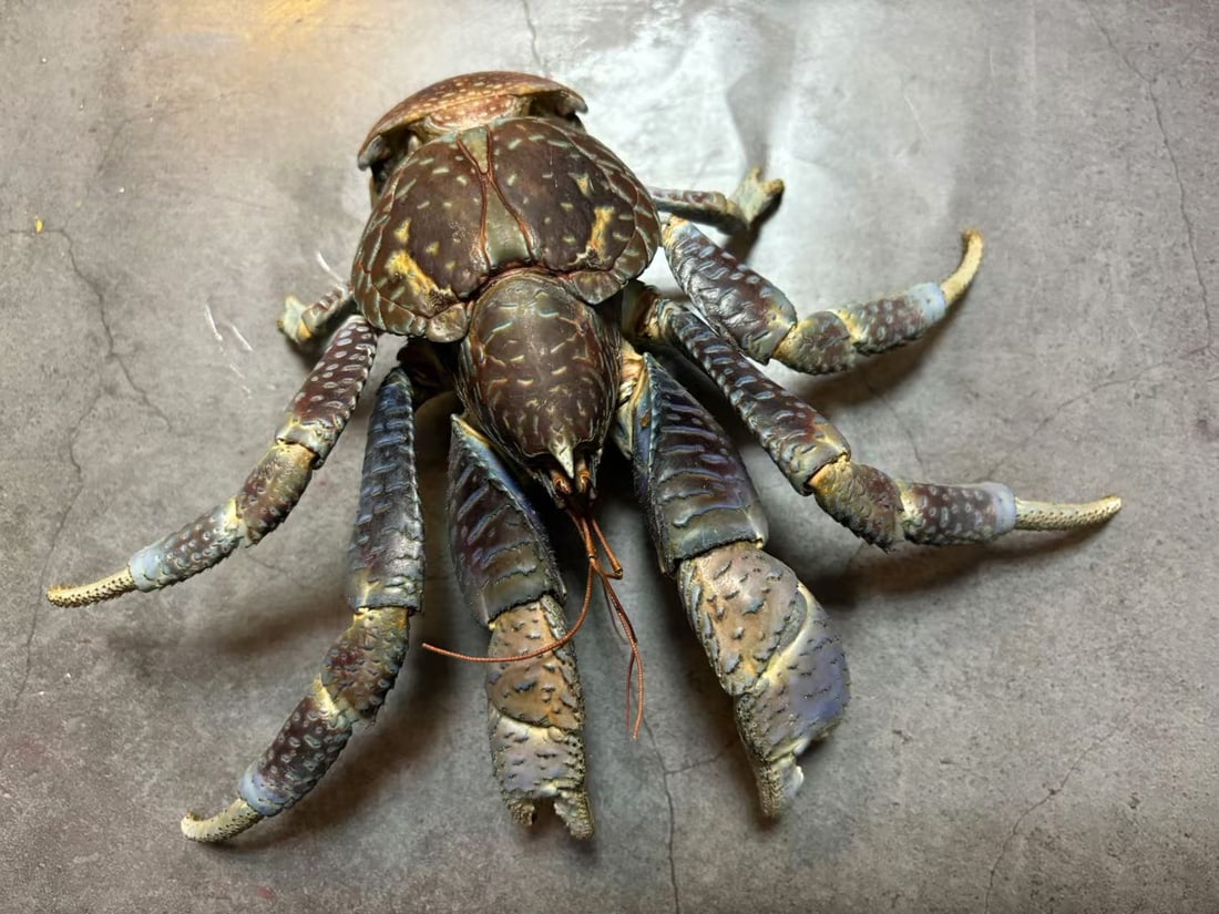 Small Blue Coconut Crab Birgus latro Taxidermy: Title:Small Blue Coconut Crab Birgus latro Taxidermy Description:Our crustacean taxidermies are preserved by experienced taxidermists, all meat and organs are 99% cleared with membranes, bone or skin