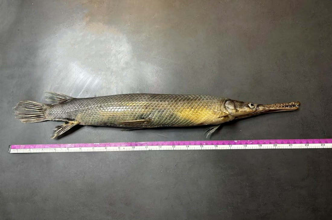 Lepisosteus oculatus Spotted Gar Fish Taxidermy: Title:Lepisosteus oculatus Spotted Gar Fish Taxidermy Description:Our crustacean taxidermies are preserved by experienced taxidermists, all meat and organs are 99% cleared with membranes, bone or skin