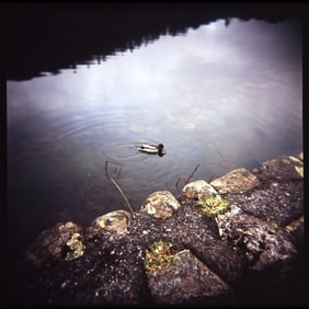 Edition 1/10 - Duck on Yew Tree Tarn
