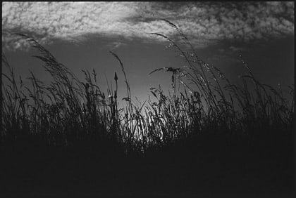 Wild Grasses