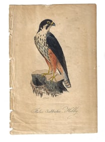 19th c Handcolored Bird Engraving Falcon