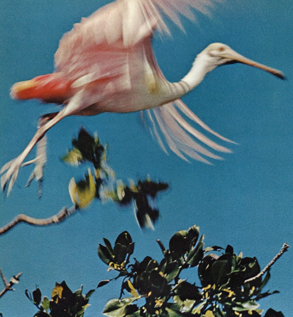 ALFRED EISENSTAEDT - A spoonbill (Roseate) takes wing, Everglades, FL.: Artist: ALFRED EISENSTAEDT Print Title: A spoonbill (Roseate) takes wing, Everglades, FL. Medium: Sheet-fed Gravure Printing Date: 1960's Printed in Switzerland Image Size approx: 10 x 9.5 inches Alfr