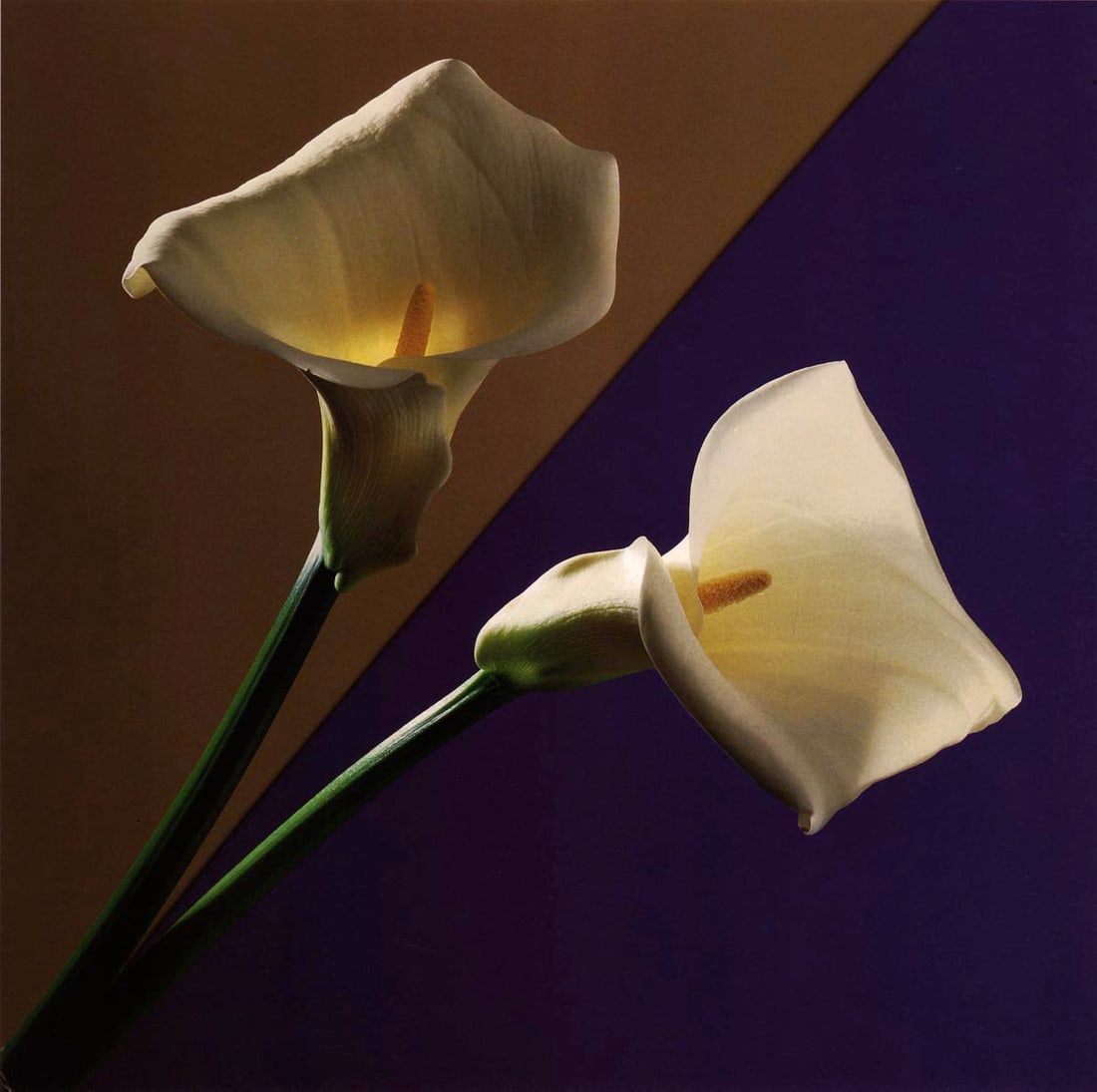 MAPPLETHORPE - Calla Lillies,1988: Artist: MAPPLETHORPE Print Title: Calla Lillies,1988 Medium:Photo-lithograph Printed 1990s in Germany Image size (inches) approx. 9 x 9” Robert Mapplethorpe was an American photographer, known f