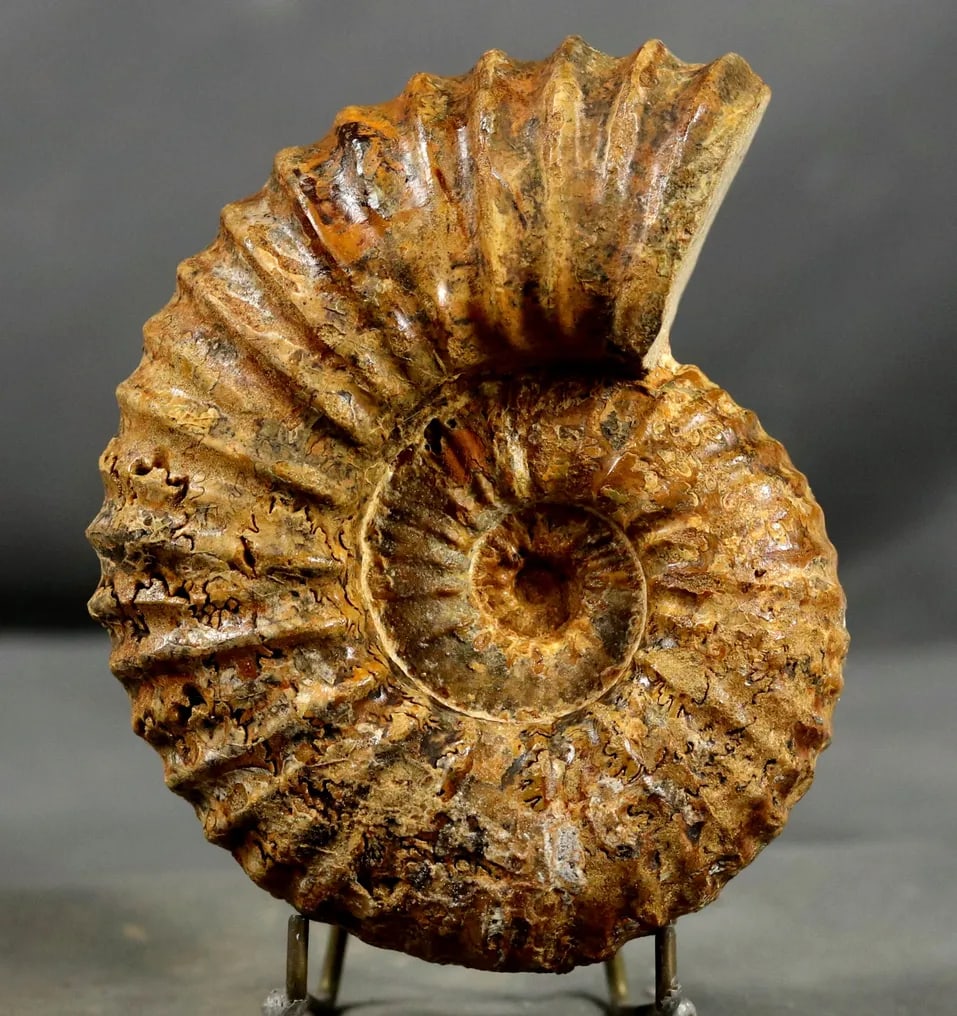 Stricking and decorative Ribbed Ammonite - On stand - Fossilised animal - Calycoceras: Name : Calycoceras (Newboldiceras) asiaticum Age : Upper cretaceous , Cenomanian Findspot : near Atsimo-Andrefana, Madagascar The ammonite has a size of 13 cm and a weight of 826 gr. From collection e