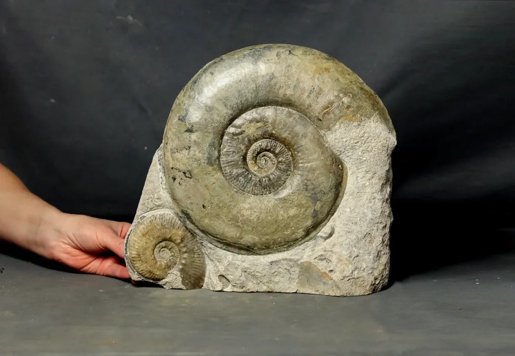 Highly decorative Jurassic graveyard - With X-large ammonite - - Fossilised animal - Haugia (1 of 5)