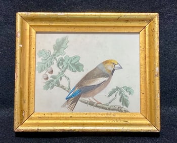 Mid 1800?s hand colored bird engraving
