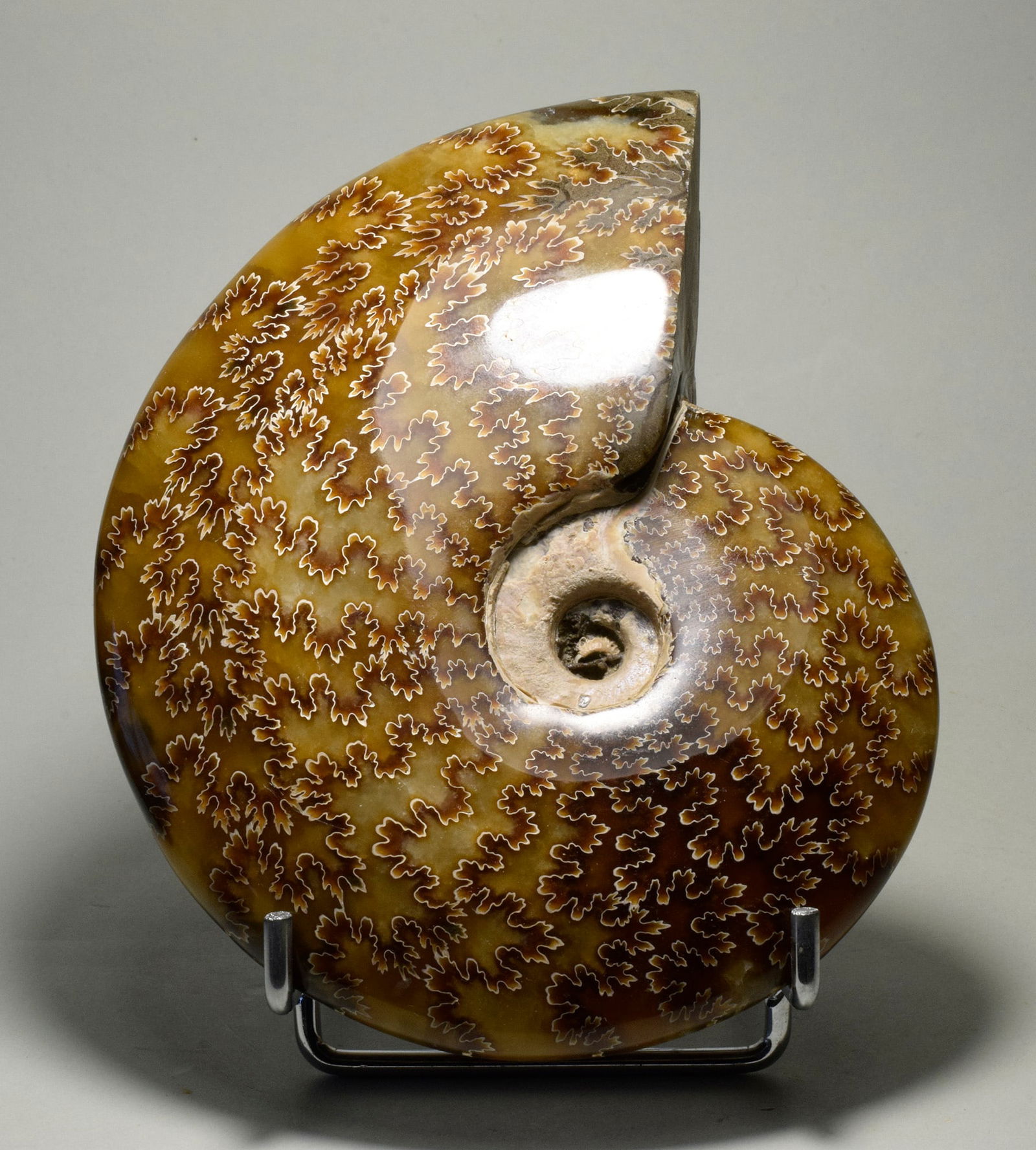 Polished Ammonite with highlighted suture lines - Aioloceras besairiei (1 of 4)