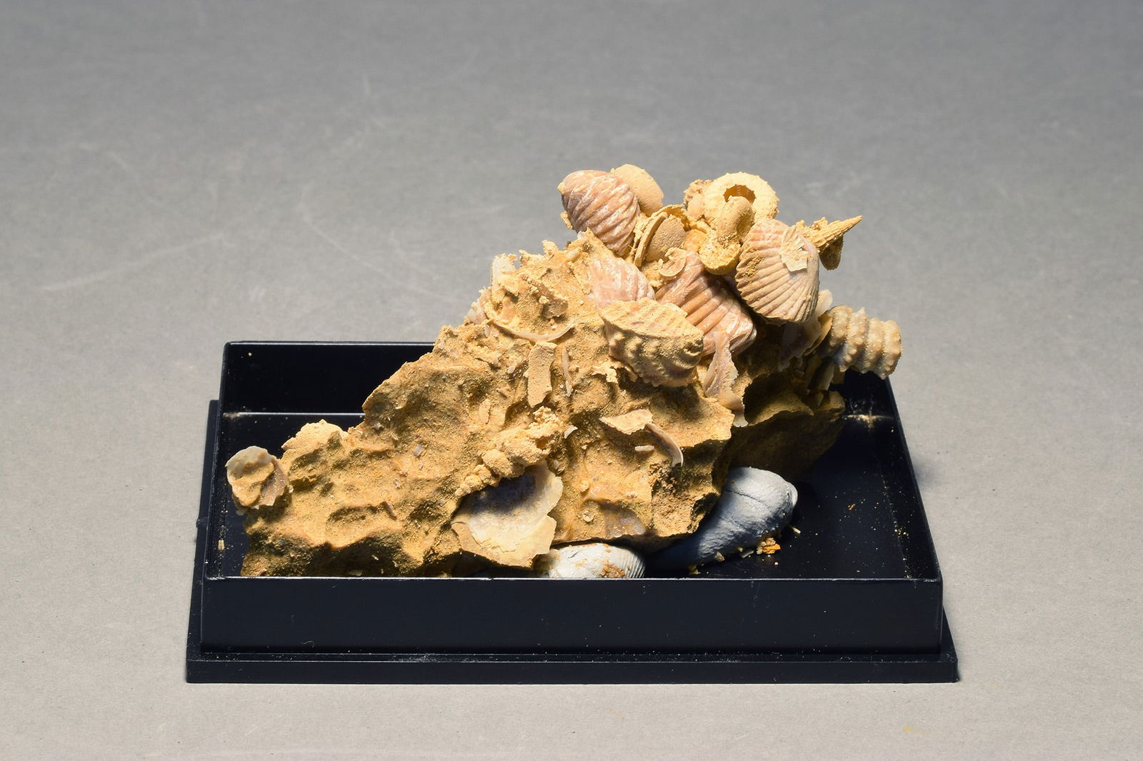 Silicified fossils in natural limestone matrix (1 of 4)