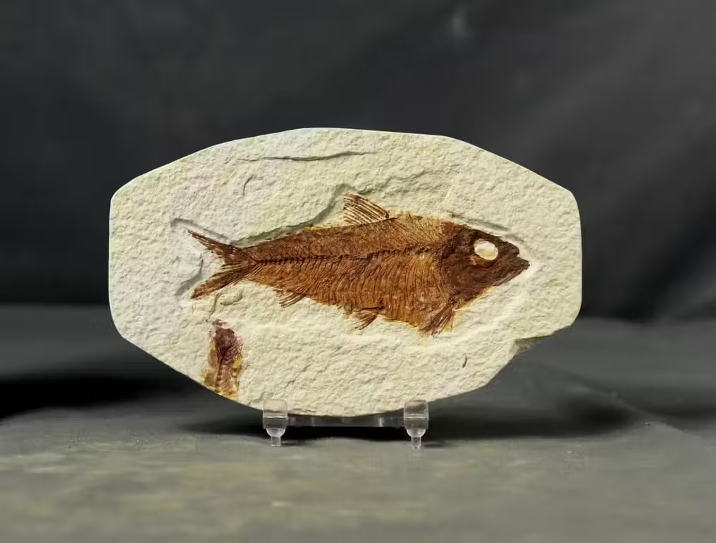 Outstanding Fossil fish - - Fossilised animal - Knightia eocena ( 11.1 cm ) - 15.5 cm - 9.4 cm (1 of 4)