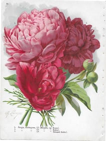 Paeonias -Peonies -- antique botanical printt