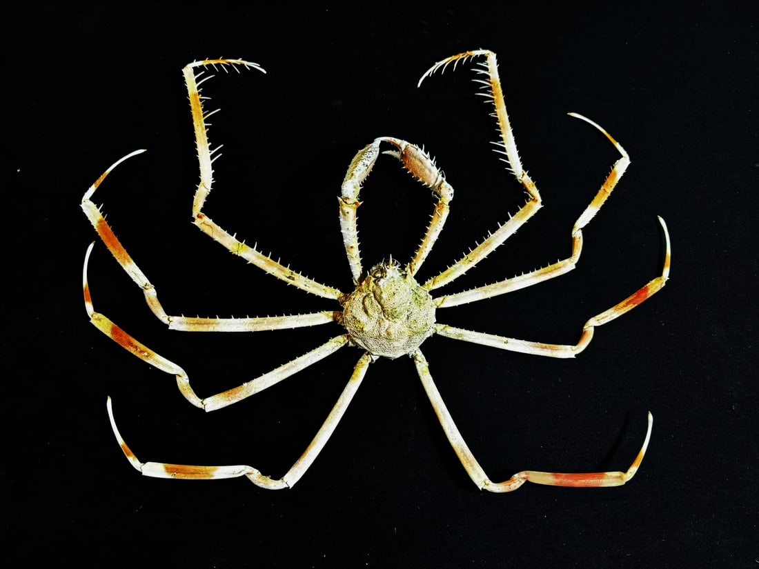 Large size Deep-water Spider Crab Platymaia alcocki: Title: Large size Deep-water Spider Crab Platymaia alcocki Description: Our crustacean taxidermies are preserved by experienced taxidermists, all meat and organs are 99% cleared with membranes, bone o
