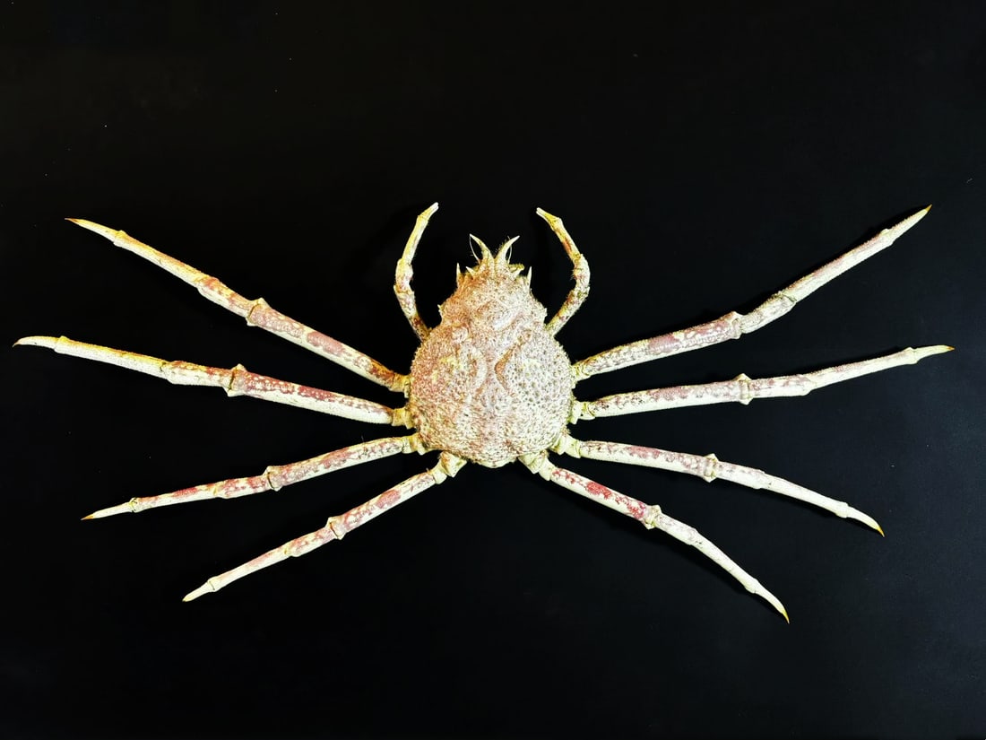 Male Japanese Spider Crab Macrocheira kaempferi 100cm: Title: Male Japanese Spider Crab Macrocheira kaempferi 100cm Description: Our crustacean taxidermies are preserved by experienced taxidermists, all meat and organs are 99% cleared with membranes, bone