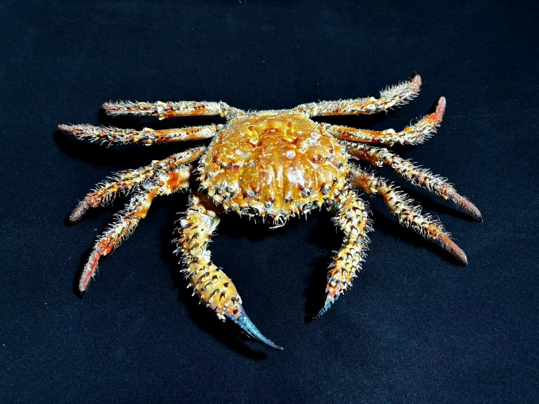 Very Rare Deep-sea Tank Crab Hypothalassia armata: Title: Very Rare Deep-sea Tank Crab Hypothalassia armata Description: Our crustacean taxidermies are preserved by experienced taxidermists, all meat and organs are 99% cleared with membranes, bone or