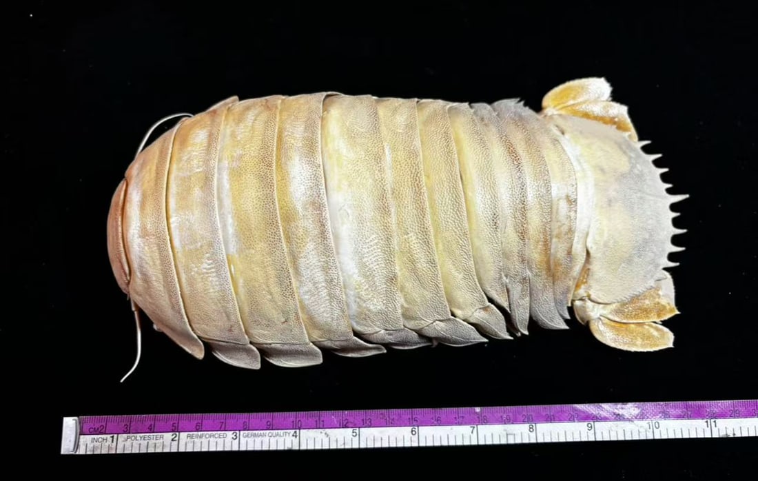 26cm Deep-sea Giant Isopod Bathynomus giganteus No.1: Title: 26cm Deep-sea Giant Isopod Bathynomus giganteus No.1 Description: Our crustacean taxidermies are preserved by experienced taxidermists, all meat and organs are 99% cleared with membranes, bone