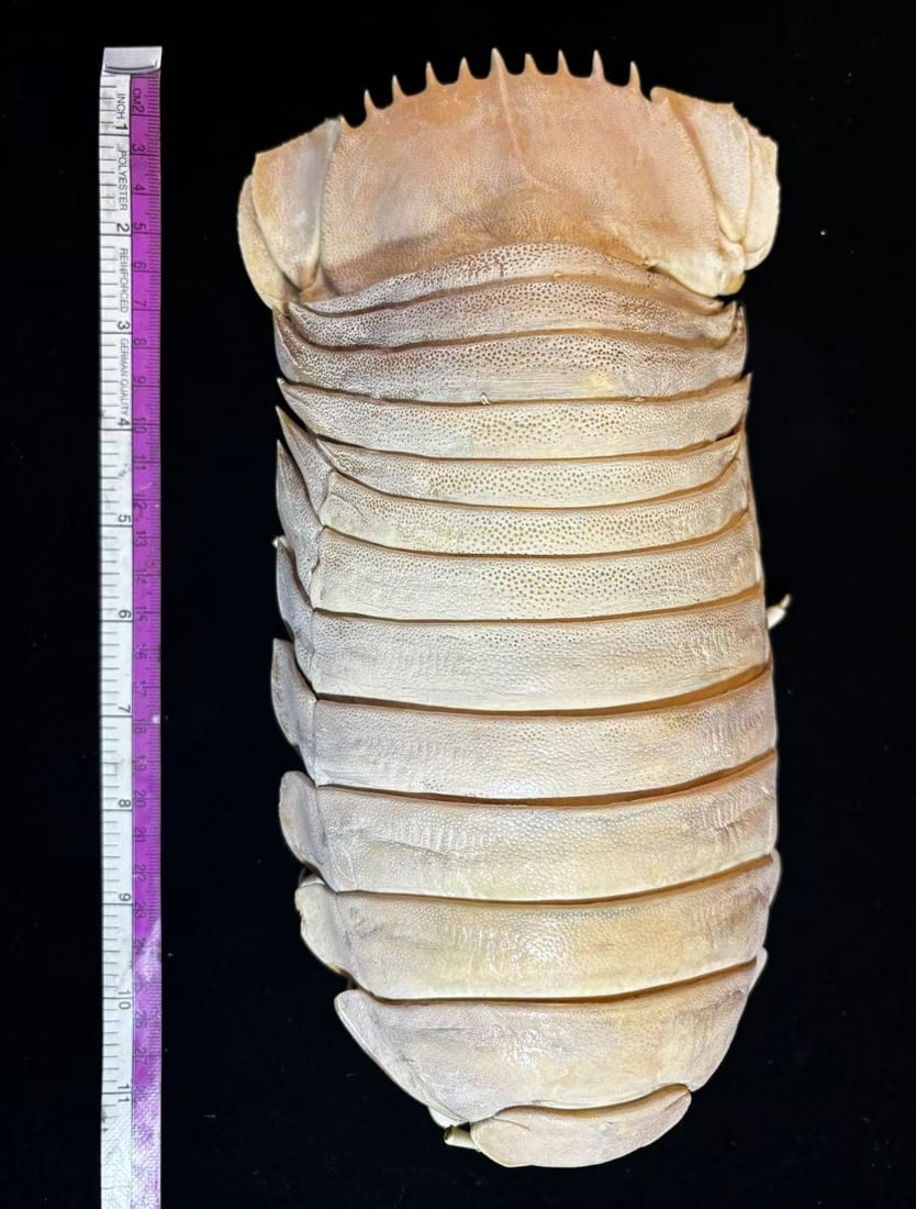 26cm Deep-sea Giant Isopod Bathynomus giganteus No.2: Title: 26cm Deep-sea Giant Isopod Bathynomus giganteus No.2 Description: Our crustacean taxidermies are preserved by experienced taxidermists, all meat and organs are 99% cleared with membranes, bone