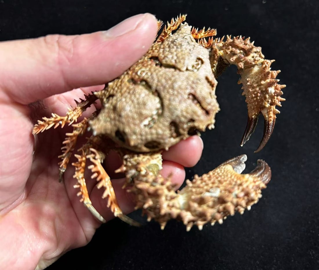 Rare Found Big Size Spiny Land Crab Dairoides kusei: Title: Rare Found Big Size Spiny Land Crab Dairoides kusei Description: Our crustacean taxidermies are preserved by experienced taxidermists, all meat and organs are 99% cleared with membranes, bone o