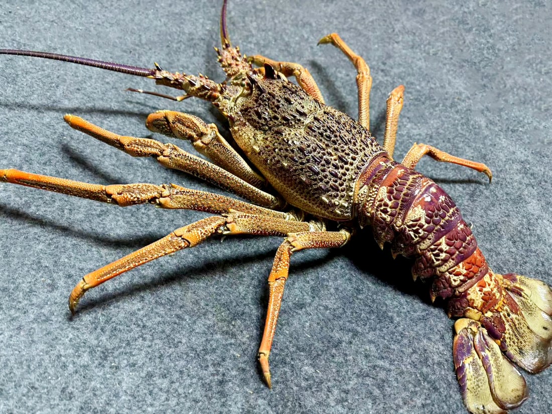 Australian Rock Lobster Panulirus cygnus: Title: Australian Rock Lobster Panulirus cygnus Description: Our crustacean taxidermies are preserved by experienced taxidermists, all meat and organs are 99% cleared with membranes, bone or skin stru