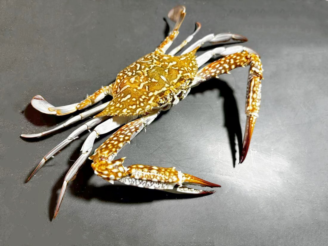 Portunus reticulatus Swimming Crab: Title: Portunus reticulatus Swimming Crab Description: Our crustacean taxidermies are preserved by experienced taxidermists, all meat and organs are 99% cleared with membranes, bone or skin structures
