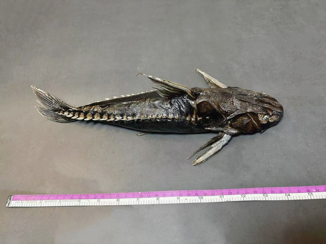Doras Fish Silurus carinatus Fish Taxidermy: Title: Doras Fish Silurus carinatus Fish Taxidermy Description: Our crustacean taxidermies are preserved by experienced taxidermists, all meat and organs are 99% cleared with membranes, bone or skin s