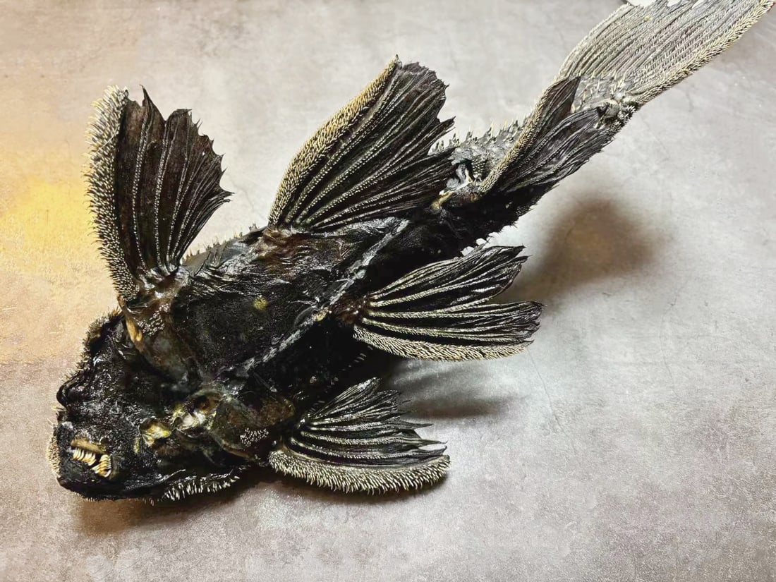 Very Rare Black Color Pseudacanthicus Leopardus Cactus Pleco Fish Taxidermy: Title: Very Rare Black Color Pseudacanthicus Leopardus Cactus Pleco Fish Taxidermy Description: Our crustacean taxidermies are preserved by experienced taxidermists, all meat and organs are 99% cleare