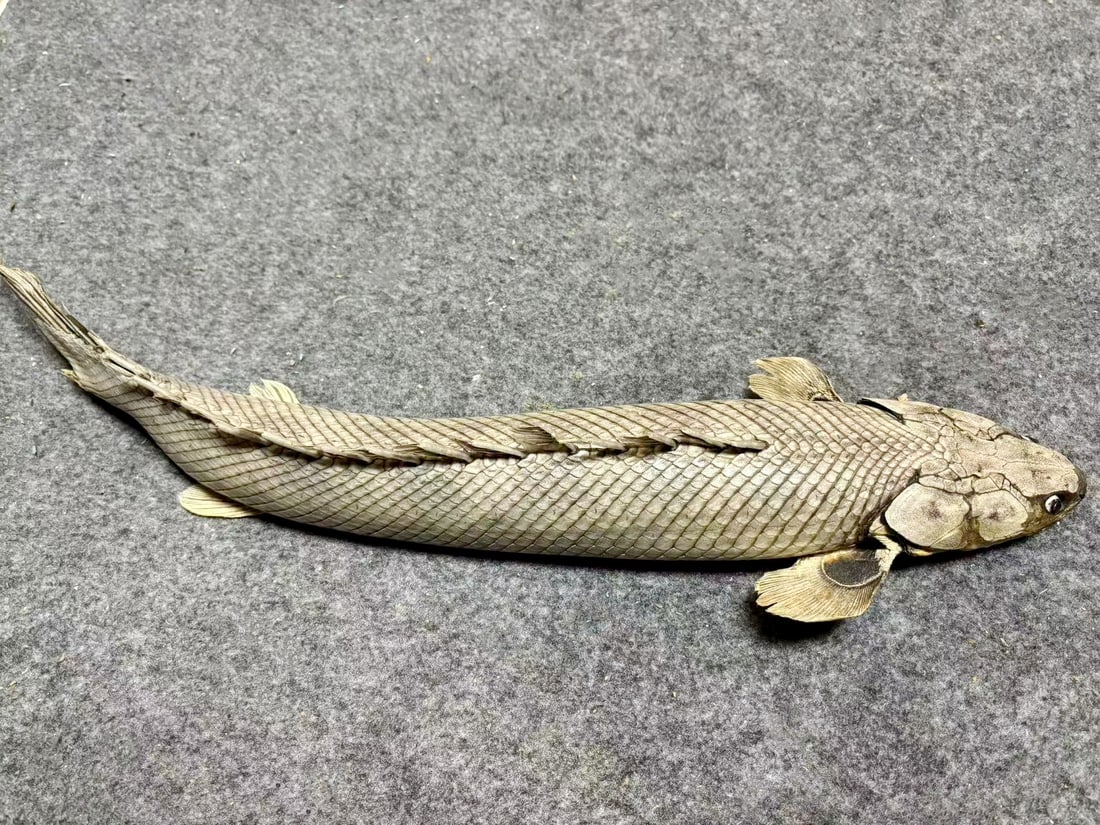 Polypterus bichir Fish Taxidermy: Title: Polypterus bichir Fish Taxidermy Description: Our crustacean taxidermies are preserved by experienced taxidermists, all meat and organs are 99% cleared with membranes, bone or skin structures r
