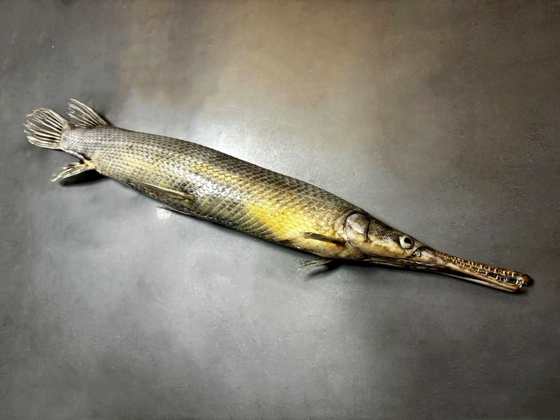 Lepisosteus oculatus Spotted Gar Fish Taxidermy: Title: Lepisosteus oculatus Spotted Gar Fish Taxidermy Description: Our crustacean taxidermies are preserved by experienced taxidermists, all meat and organs are 99% cleared with membranes, bone or sk