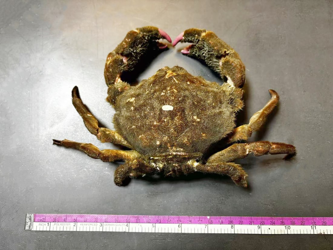 Japanese Sponge Crab Lauridromia dehaani Crab Taxidermy: Title: Japanese Sponge Crab Lauridromia dehaani Crab Taxidermy Description: Our crustacean taxidermies are preserved by experienced taxidermists, all meat and organs are 99% cleared with membranes, bo