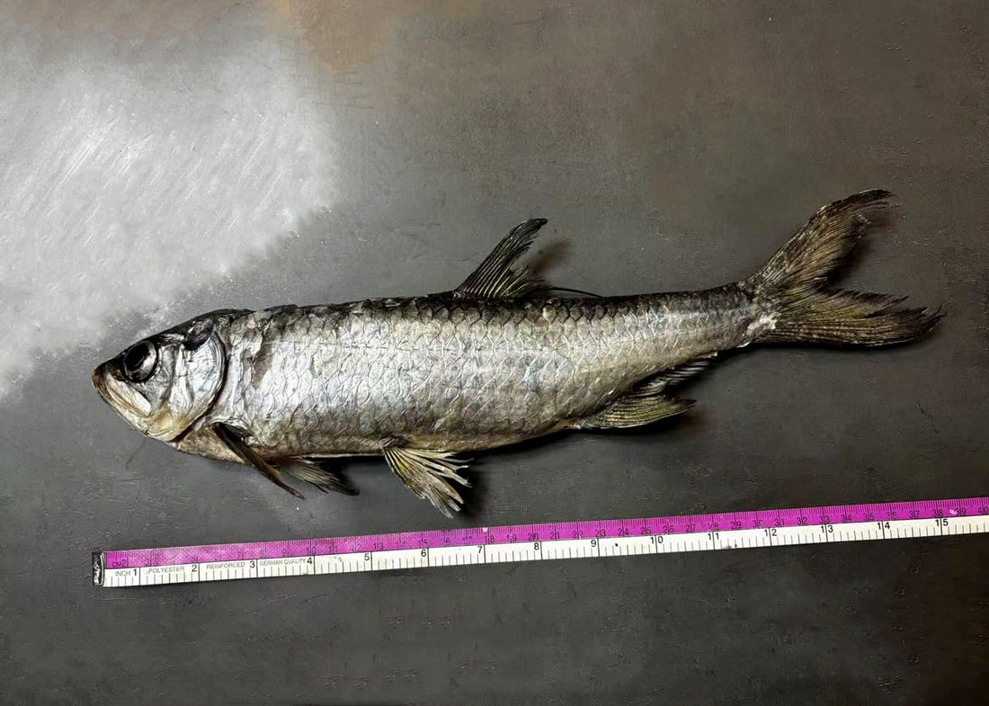 Tarpons Fish Megalops atlanticus Fish Taxidermy: Title: Tarpons Fish Megalops atlanticus Fish Taxidermy Description: Our crustacean taxidermies are preserved by experienced taxidermists, all meat and organs are 99% cleared with membranes, bone or sk