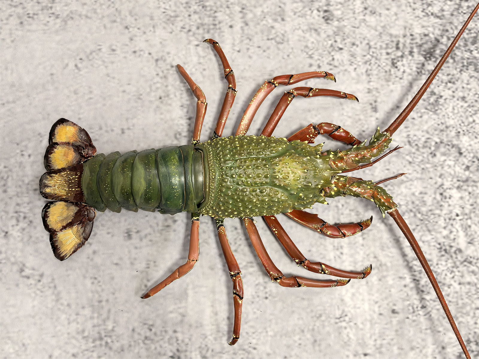 Very Big Repainted Live Weight Eastern Rock Lobster Jasus verreauxi Taxidermy: Title: Very Big Repainted Live Weight Eastern Rock Lobster Jasus verreauxi Taxidermy Description: Our crustacean taxidermies are preserved by experienced taxidermists, all meat and organs are 99% clea