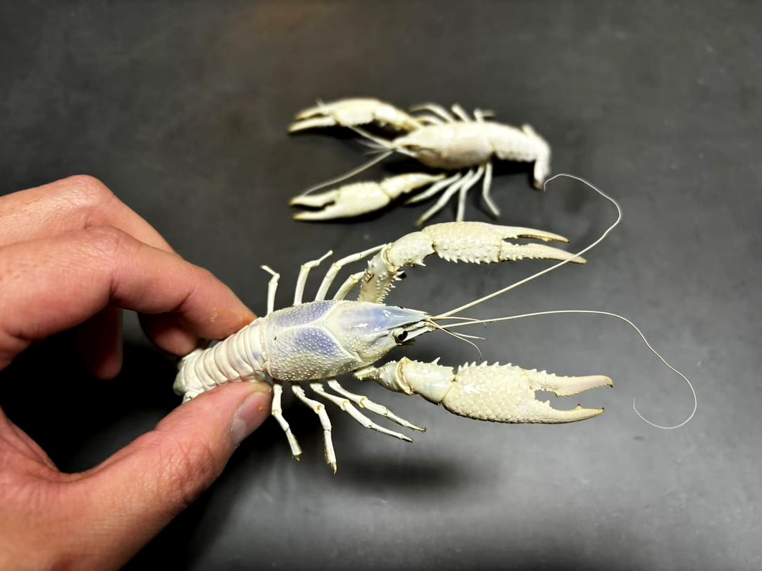 Porcerlain Crayfish Pair: Title: Porcerlain Crayfish Pair Description: Our crustacean taxidermies are preserved by experienced taxidermists, all meat and organs are 99% cleared with membranes, bone or skin structures remaining