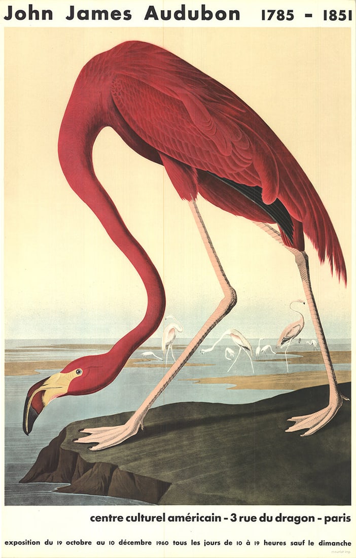 John James Audubon - American Flamingo - 1960 Lithograph 33.5" x 21.5" (1 of 9)