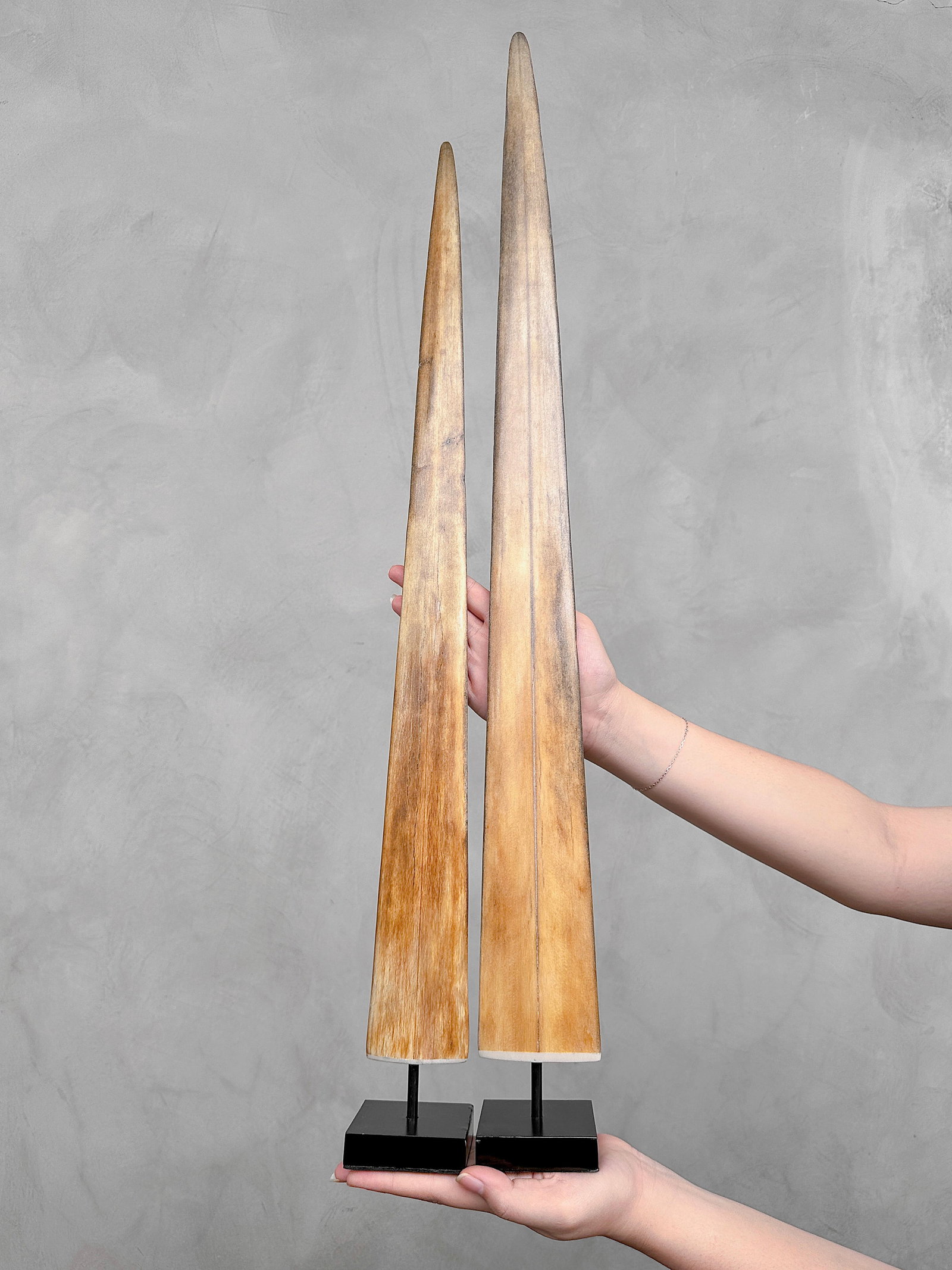 Pair of swordfish tusks with custom stands: Title: Pair of swordfish tusks with custom stands Maker:Unknown Origin: Indonesia Date/Period:2024 Materials:Xiphius Gladius, Bone, Steel Dimensions:Height including stand: Tusk 1: 81 cm / 31.8 inches