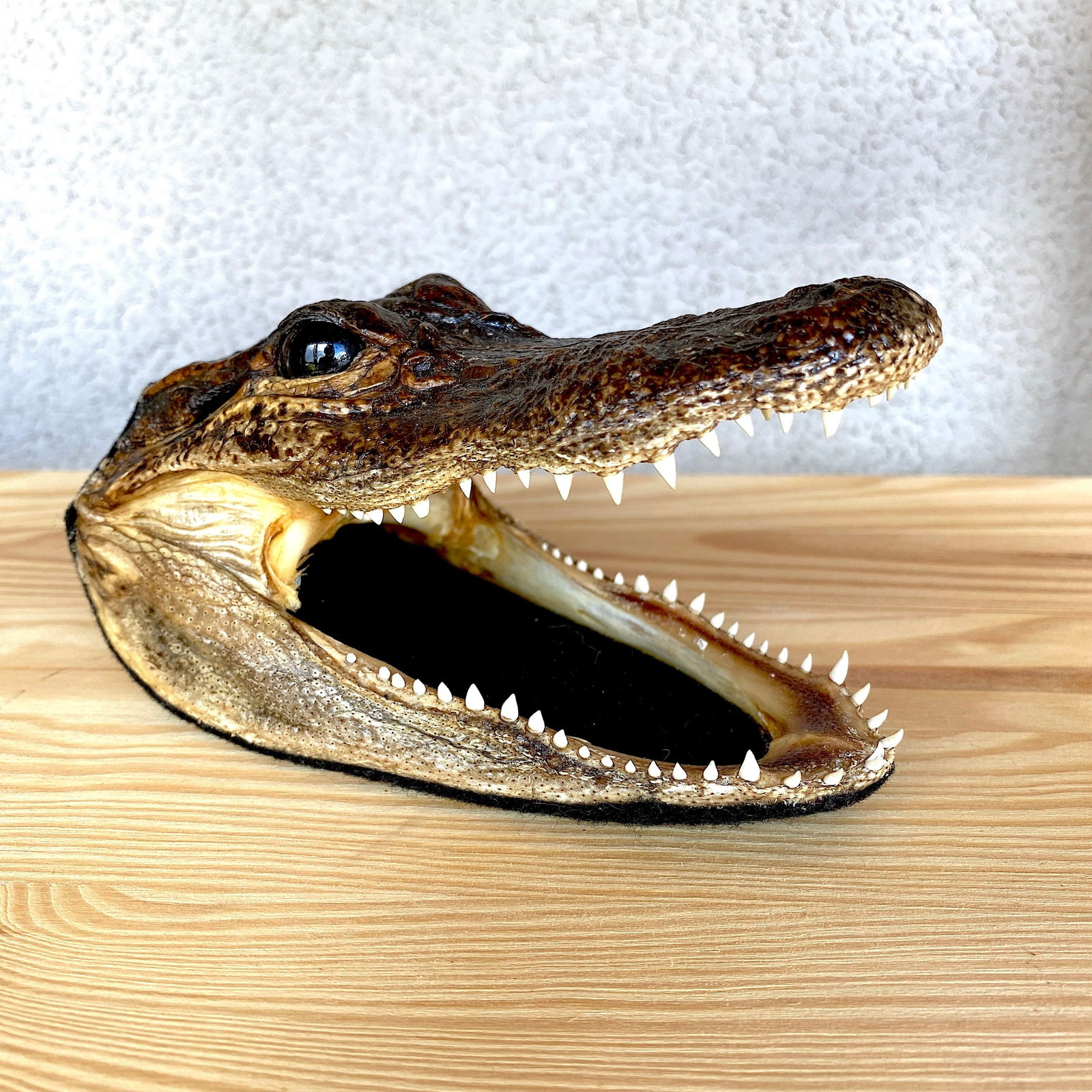 Alligator Head (1 of 10)