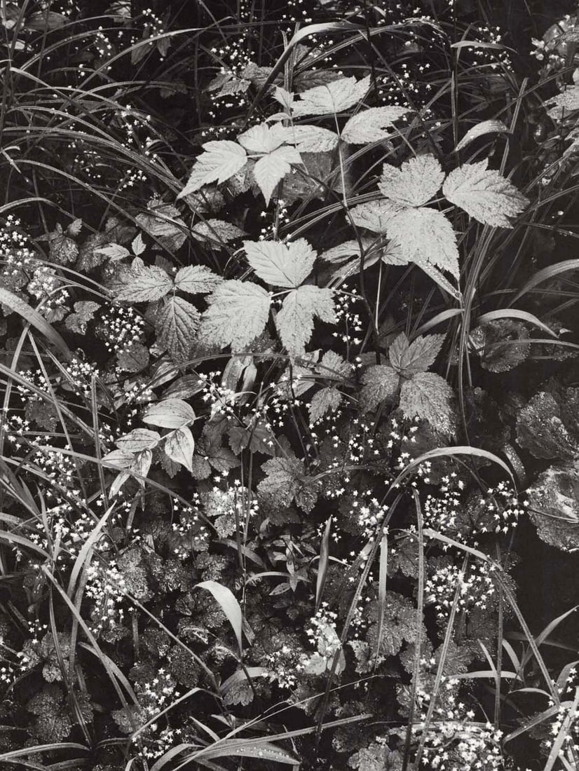 ANSEL ADAMS - Trailside, near Juneau, Alaska c. 1947 (1 of 1)